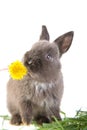 Grey bunny smelling a flower