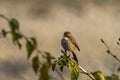 Grey bush chat or bushchat bird portrait perched on branch during safari at dhikala zone of jim corbett national park uttarakhand