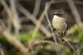 Grey bush chat or bushchat portrait perched on branch at dhikala zone of jim corbett national park uttarakhand india - Saxicola