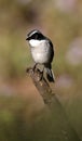 Grey bushchat Royalty Free Stock Photo