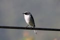 grey bushchat Royalty Free Stock Photo