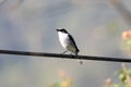 Grey bushchat Royalty Free Stock Photo