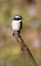 Grey bushchat Royalty Free Stock Photo