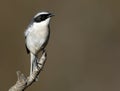 Grey bushchat Royalty Free Stock Photo