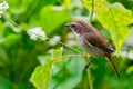 Grey Bushchat (female) Royalty Free Stock Photo