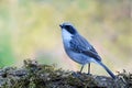 Grey Bushchat or Saxicola Ferrea,  beautiful grey bird  standing on branch with colorful background. Royalty Free Stock Photo