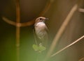 Grey Bushchat (Saxicola ferreus) Royalty Free Stock Photo