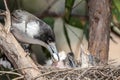 Grey Butcher Bird Royalty Free Stock Photo