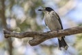 Grey Butcher Bird Royalty Free Stock Photo