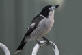 Grey Butcher bird Royalty Free Stock Photo