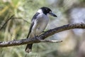 Grey Butcherbird Royalty Free Stock Photo