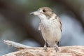 Grey Butcherbird Royalty Free Stock Photo