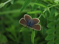 Grey butterfly in the grass