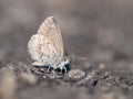 Grey butterfly on grey background