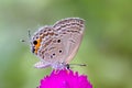 Grey butterfly on pink flower