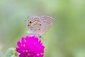 Grey butterfly on purple flower