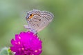 Grey butterfly on purple flower