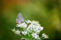 Grey Butterfly