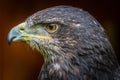 Grey buzzard eagle Royalty Free Stock Photo