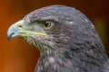 Grey buzzard eagle Royalty Free Stock Photo