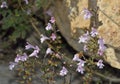 Grey Calamint