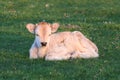 Grey calf rest on the grass