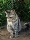 Grey canarian cat with green eyes looking to the floor standing on the natural background