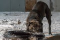 Cane corso dog pulling tire Royalty Free Stock Photo