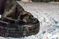 Cane corso dog pulling tire Royalty Free Stock Photo