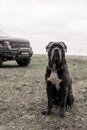 Grey Cane corso dog is sitting in autumn forest