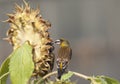 Grey-capped Greenfinch