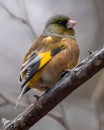The grey-capped greenfinch is aÂ medium-sized finch 12.5 to 14 cm (4.9 to 5.5 in) in length, with a strong bill