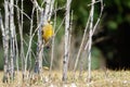 Grey-capped Greenfinch