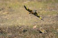 Grey-capped Greenfinch