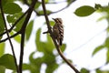 Grey-capped pygmy woodpecker