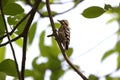 Grey-capped pygmy woodpecker Royalty Free Stock Photo