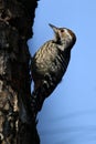 Grey capped pygmy woodpecker Royalty Free Stock Photo