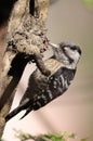 Grey-capped pygmy woodpecker