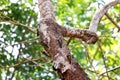 Grey-capped Pygmy Woodpecker, Birds eat the worm under the tree bark