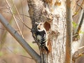 Grey-capped Pygmy Woodpecker building nests Royalty Free Stock Photo