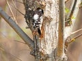 Grey-capped Pygmy Woodpecker building nests Royalty Free Stock Photo