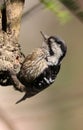 Grey-capped pygmy woodpecker Royalty Free Stock Photo