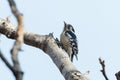 Grey-capped Pygmy Woodpecker