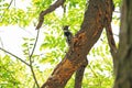 Grey-capped Pygmy Woodpecker