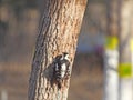 Grey-capped Pygmy Woodpecker