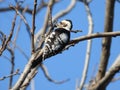 Grey-capped Pygmy Woodpecker