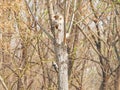 Grey-capped Pygmy Woodpecker Royalty Free Stock Photo