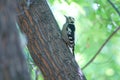 Grey-capped Pygmy Woodpecker