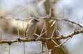 Grey capped Social weaver sitting on thorny branch