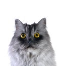 Grey cat Royalty Free Stock Photo